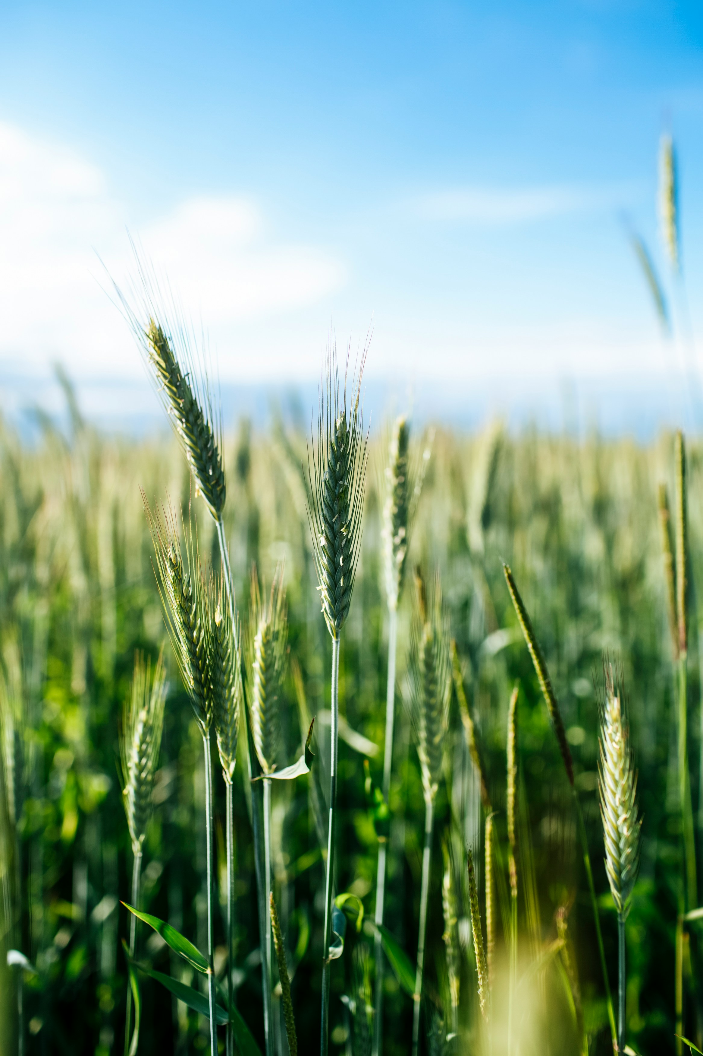 A wheat field ripening under a blue sky, the same image used on the theme bookmark.